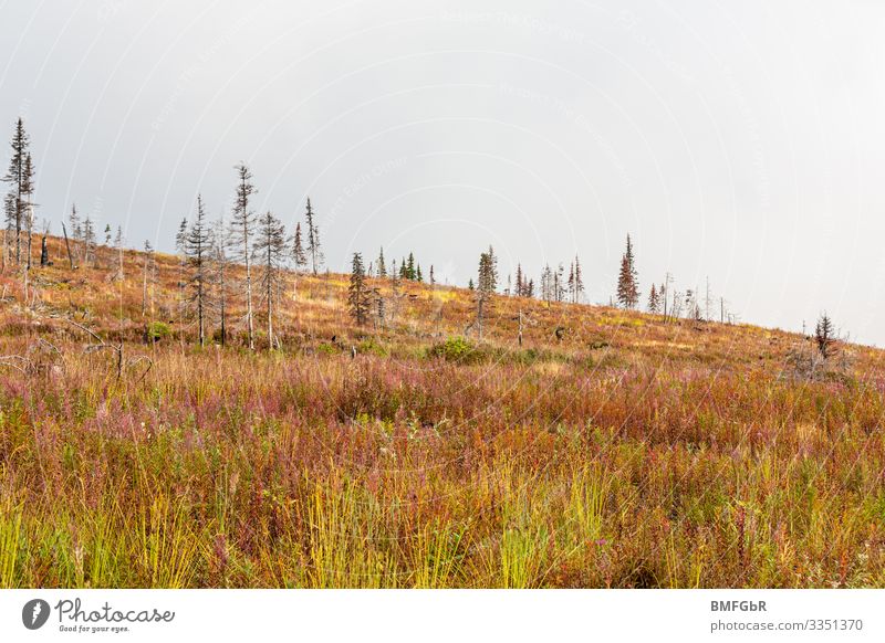 New life - heath landscape that was created after a forest fire Hiking Environment Nature Landscape Plant Earth Autumn Climate Climate change Weather