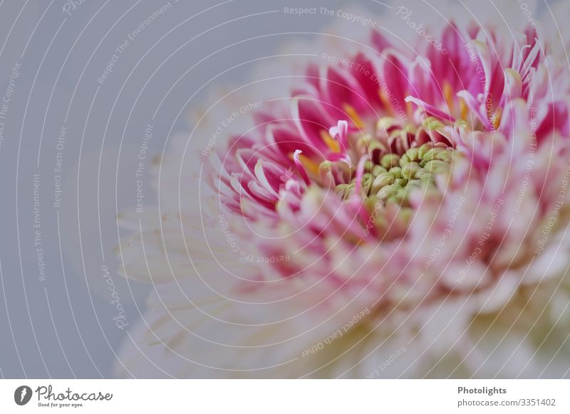 Eye-catcher! Nature Plant Flower Blossom Agricultural crop Chrysanthemum Garden Park Yellow Pink White Delicate Close-up Enchanting Pastel tone Colour photo