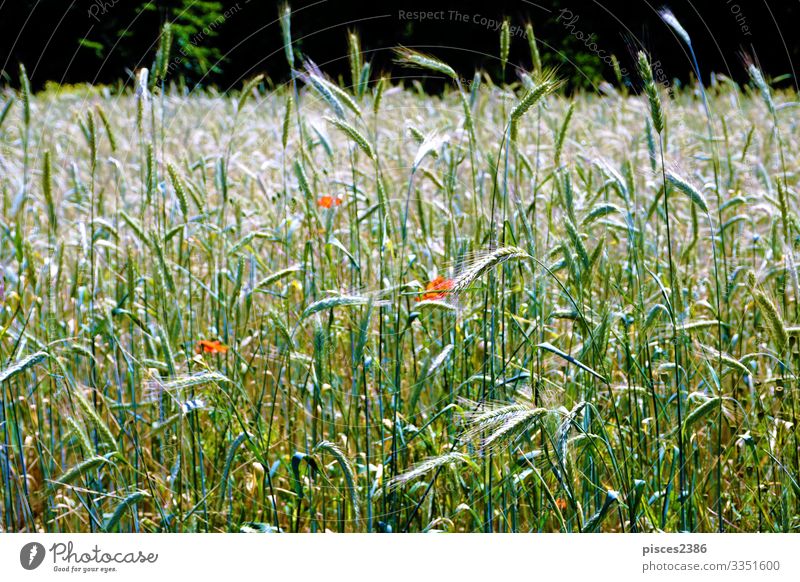 Field and flowers in spring time Design Summer Nature Plant Jump agricultural Background picture beautiful beauty border bread cereal close color crop