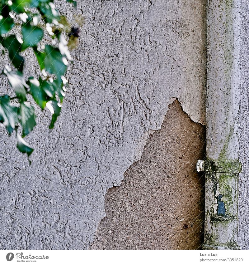 Rain gutter and crumbling plaster Small Town House (Residential Structure) Wall (barrier) Wall (building) Eaves Ivy Leaf Plaster Old Broken Derelict Patina
