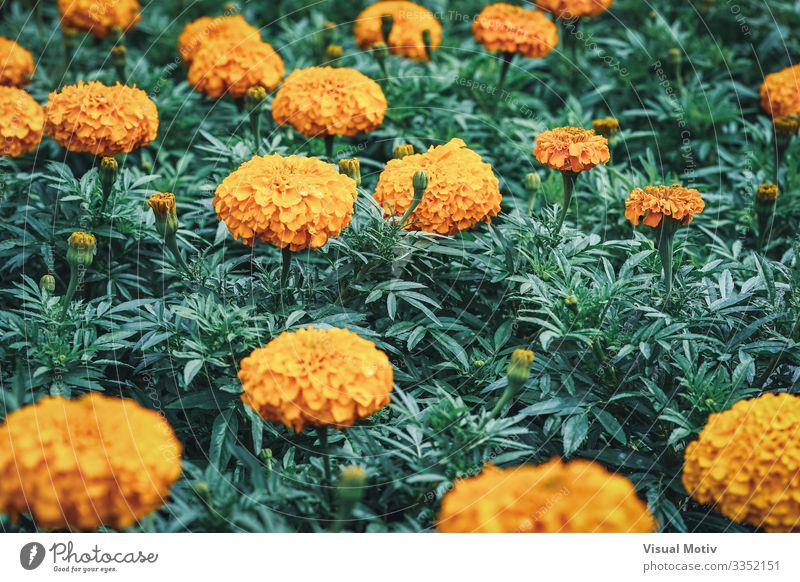 Flowers of African marigold Elegant Beautiful Garden Decoration Gardening Nature Plant Leaf Blossom Park Meadow Blossoming Growth Fresh Natural Green Colour