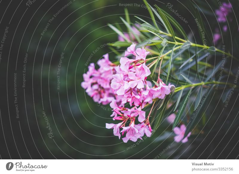 Nerium Oleander shrub in bloom Beautiful Summer Sun Garden Nature Landscape Plant Flower Bushes Leaf Blossom Park Fresh Natural Green Pink Colour Floral bush