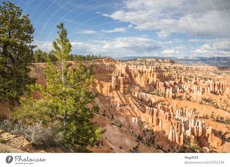 Bryce Canyon Environment Nature Landscape Plant Animal Elements Sky Clouds Sun Spring Summer Beautiful weather Tree Rock Mountain Observe Fitness To enjoy