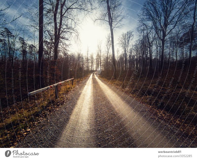 Long forest dirt path leading to the sun Calm Sun Nature Landscape Plant Earth Sky Tree Forest Transport Street Lanes & trails dirt road way sunshine
