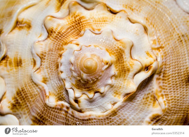 Pearl Color Shiny Spiral Seashell in the Corner of Sandy Tropical Beach  Surface and Sea or Ocean Waves on the Background Macro Stock Photo - Image  of macro, seascape: 196290968