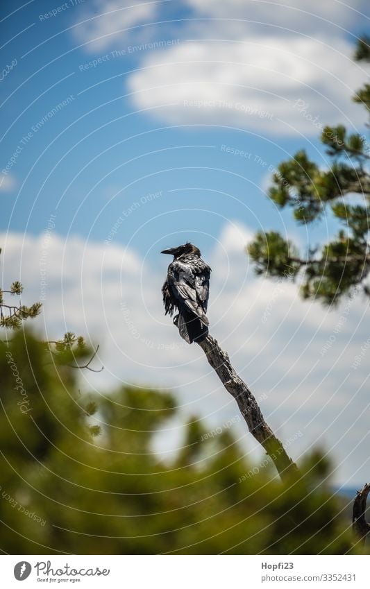 Raven on a branch Raven birds raven Black feathers Branch Tree Clouds Sky Bushes Green Jawbone splendour Glittering Bird Animal