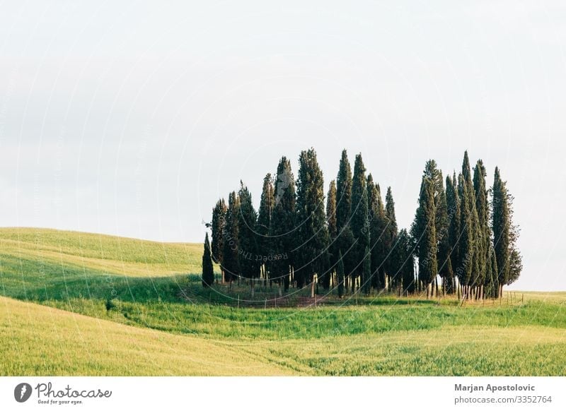 View of cypresses in countryside of Tuscany, Italy Environment Nature Landscape Plant Spring Summer Tree Grass Cypress Meadow Field Europe Beautiful Natural