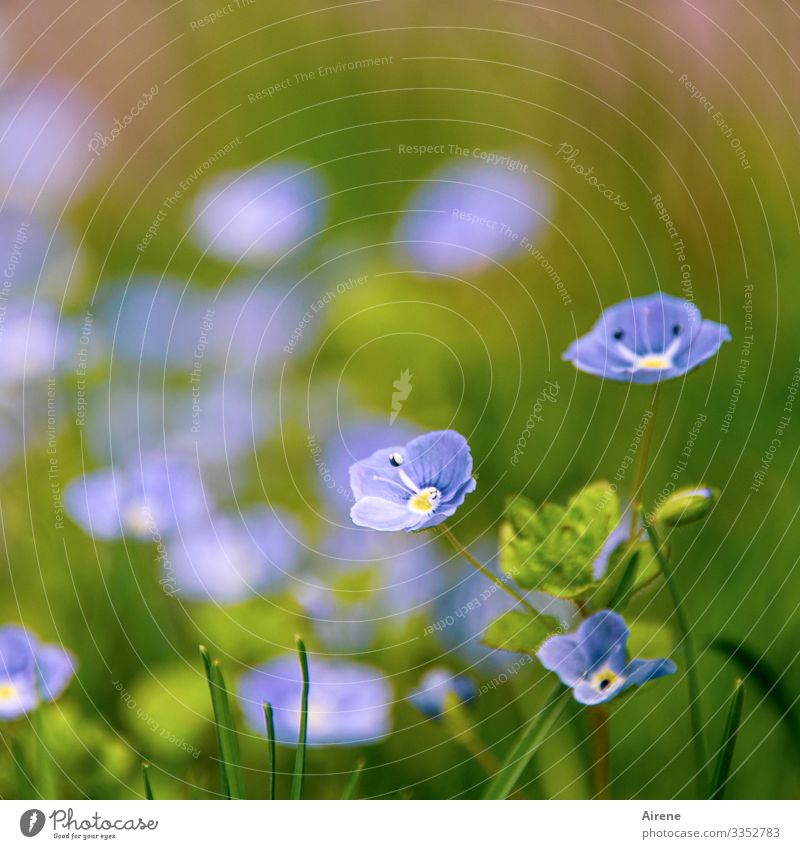 Speedwell - just like that honorary prize Flower Blossoming Blue Nature Green Simple Friendliness Bright Small pretty Spring Summer Light Field naturally Cute