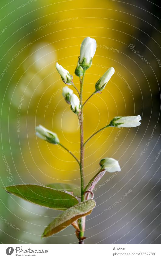 ...it surely has to become spring! rock pear Blossom bud shrub Spring blossom Yellow-gold Gold Green Bright green eis Delicate Symmetry awakening Hope Optimism