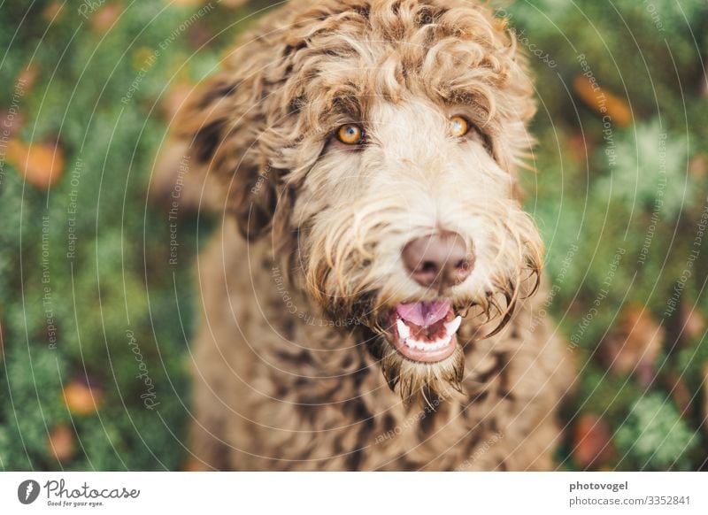 golden eye Environment Nature Grass Animal Pet Dog Animal face Labradoodle 1 Brown Yellow Gold Green Emotions Moody Joy Happy Contentment Trust Safety Truth