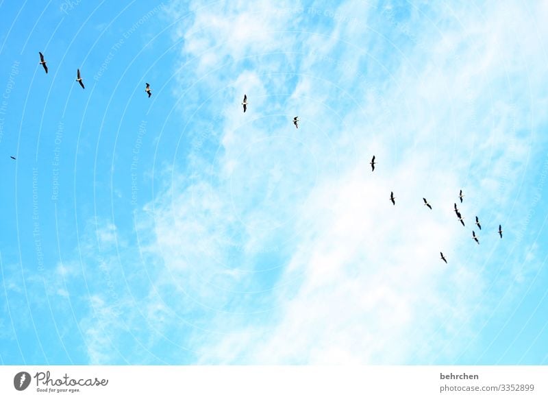Skywards Vacation & Travel Freedom Deserted Fantastic Exterior shot especially Far-off places Wanderlust travel Longing Colour photo Pelicans birds Flying