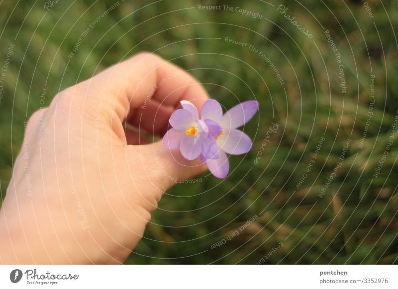 Female hand picking purple flowers. Green grass in the background Hand Environment Nature Plant Climate change Flower Grass Meadow Yellow Violet In pairs Pick