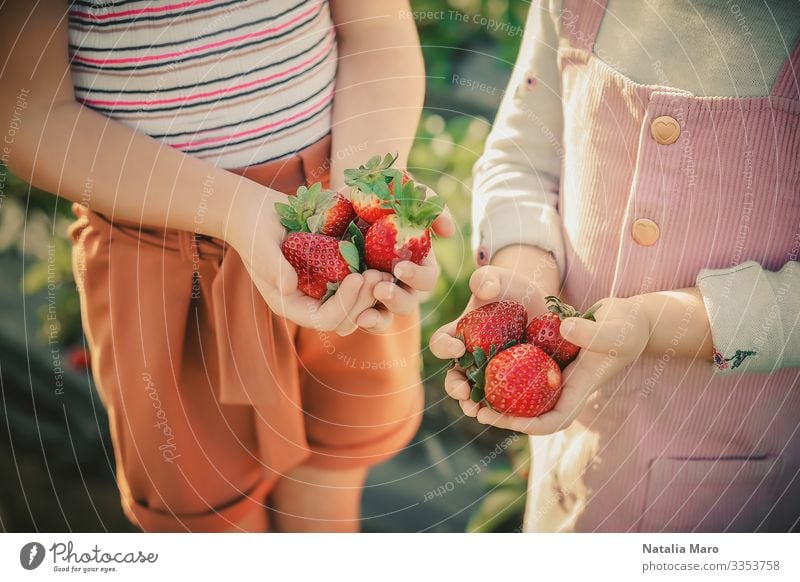 Children hold strawberries in their palms on a strawberry field Fruit Dessert Nutrition Eating Breakfast Diet Joy Happy Summer Garden Human being Hand Fingers