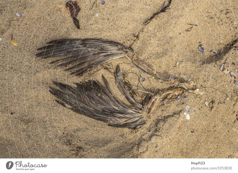 wing of a dead gull Sand Spring Summer Coast Beach Animal Dead animal Bird Wing 1 Brown Yellow Death Transience Lose Bone Remainder Decompose Colour photo