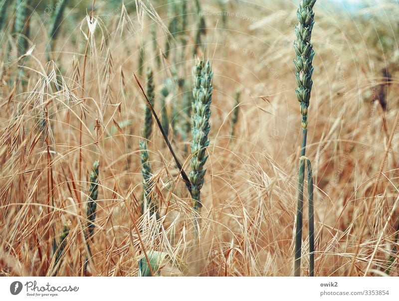 Got the spike Environment Nature Landscape Plant Spring Beautiful weather Agricultural crop Grain Grain field Ear of corn Blade of grass Field Movement Stand