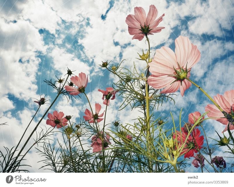 Relaxed Environment Nature Landscape Plant Sky Clouds Summer Beautiful weather Flower Blossom Cosmos Garden Blossoming Growth Many Joie de vivre (Vitality)
