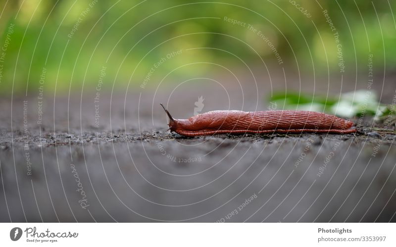 at snail's pace Nature Animal Earth Spring Meadow Field Forest Wild animal Snail 1 Slow motion Snail shell Slug Lanes & trails Target Naked Soft Brown Yellow