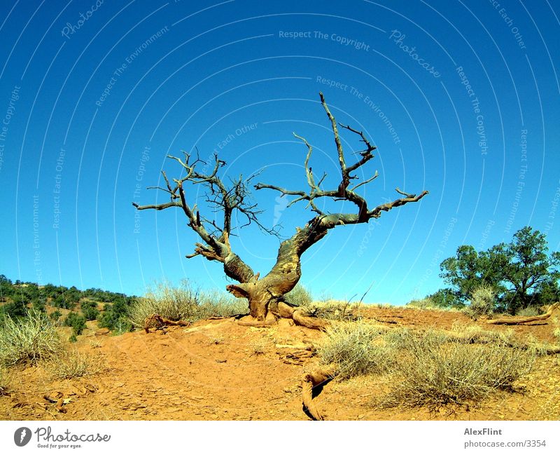 desert tree Tree Dry Desert