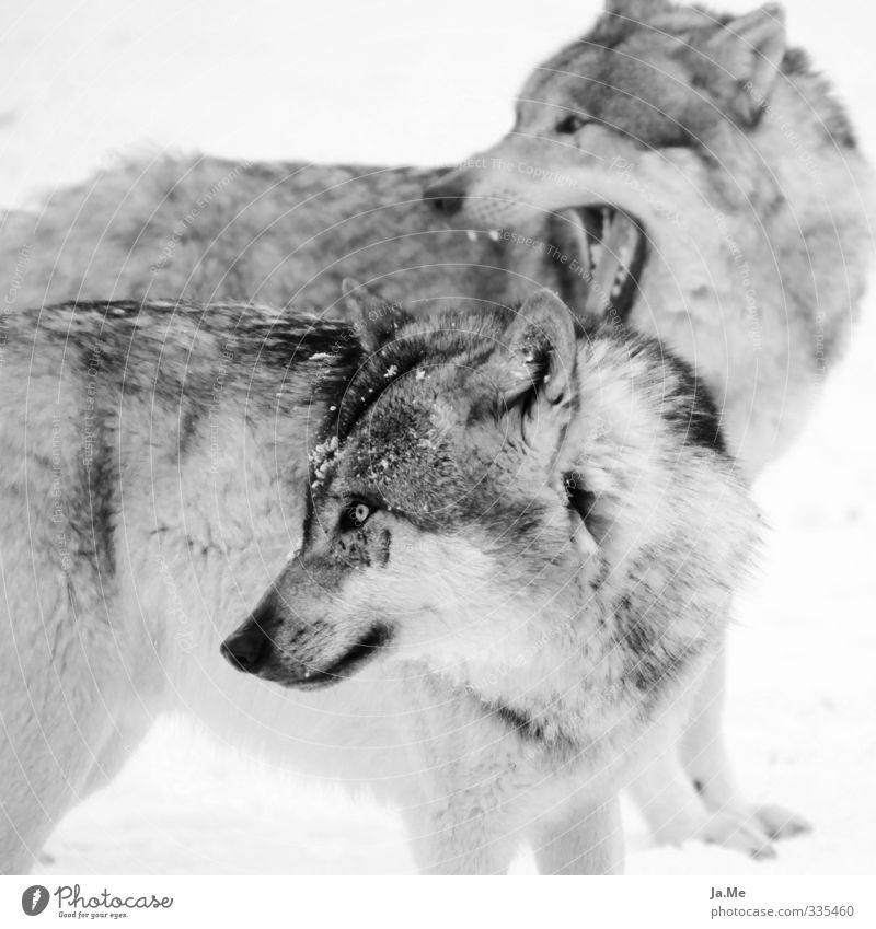 Wolves - because I just love them! Animal Wild animal Dog Animal face Pelt Wolf Land-based carnivore 2 Pack Pair of animals Listening Looking Curiosity Gray
