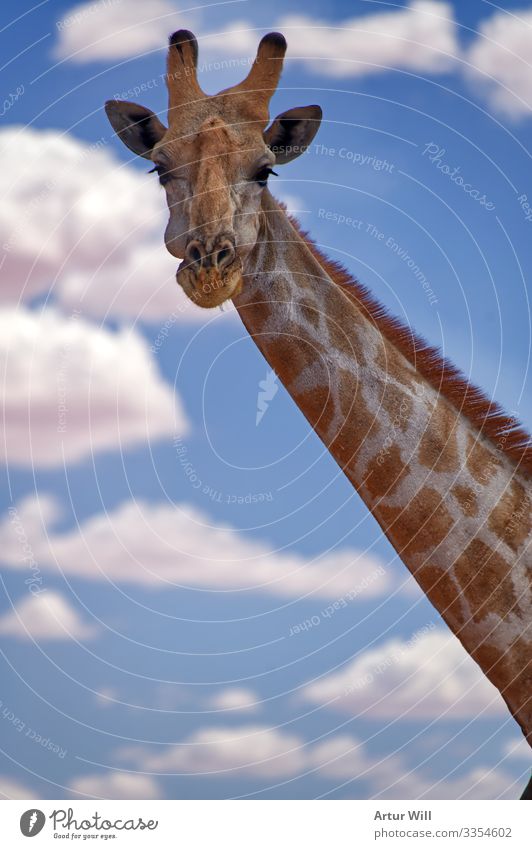 smile Animal Wild animal Animal face Pelt Zoo Giraffe 1 Clouds Vacation & Travel Happiness Gigantic Happy Large Cute Blue White Joy Contentment