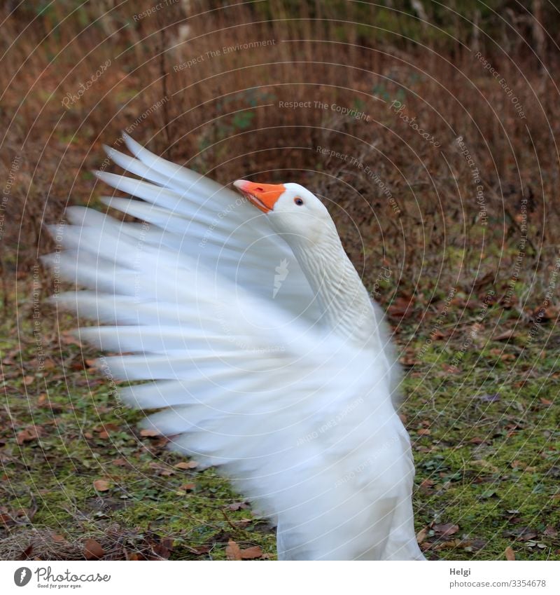 a white goose flaps its wings Meadow Animal Pet Bird Animal face Grand piano Goose Feather Beak Neck 1 Movement Looking Stand Exceptional Uniqueness Natural