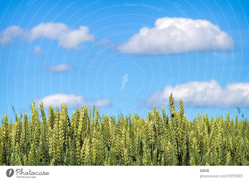A field of grain ripening for harvest under a blue sky. Grain field Ear of corn Field Agriculture organic farming Agricultural crop Food Nature Plant Harvest