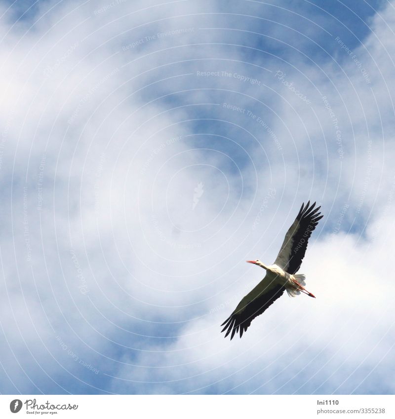 Stork gliding in the sky Nature Sky Clouds Beautiful weather Wild animal Bird 1 Animal Blue Gray Black White Floating Flight of the birds Span pretty