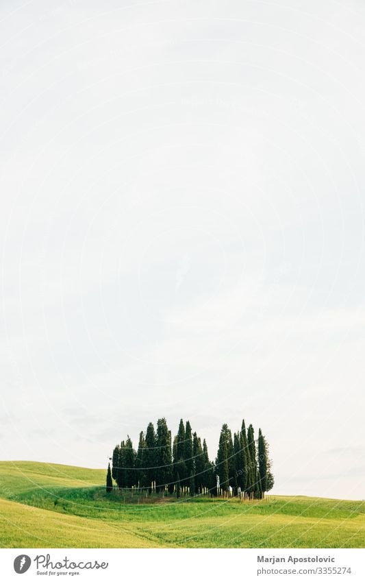 View of cypresses in countryside of Tuscany, Italy Environment Nature Landscape Plant Sky Spring Summer Tree Grass Cypress Meadow Hill Beautiful Natural Green