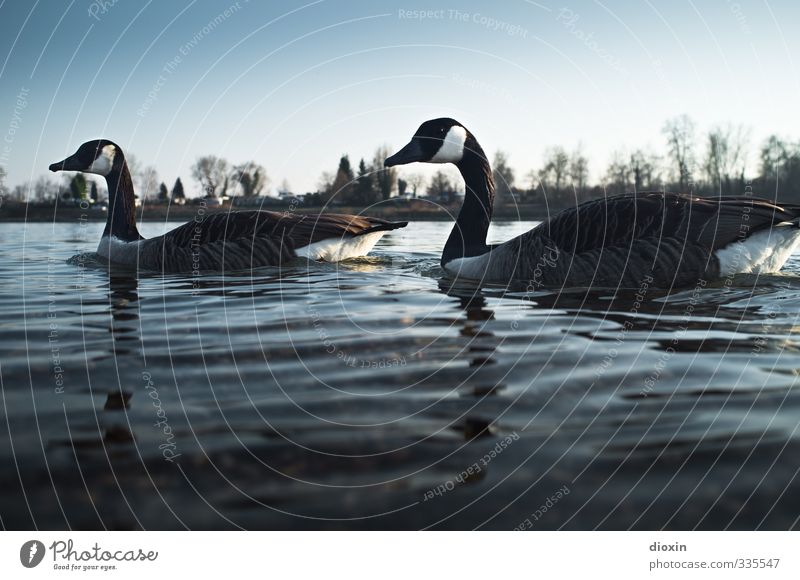 Against the current (Branta leucopsis) Environment Nature Water Sky Cloudless sky Beautiful weather River bank Rhine Animal Wild animal Bird Wild goose 2