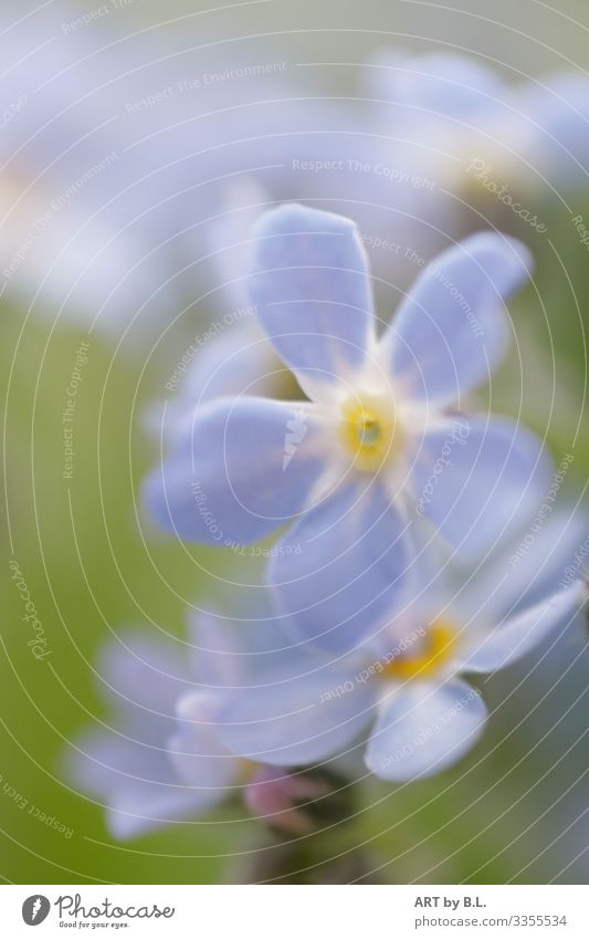 FORGET-ME-NOT Nature Plant Spring Summer Autumn Flower Leaf Blossom Forget-me-not Blossoming Blue Yellow Green Colour photo Subdued colour Deserted