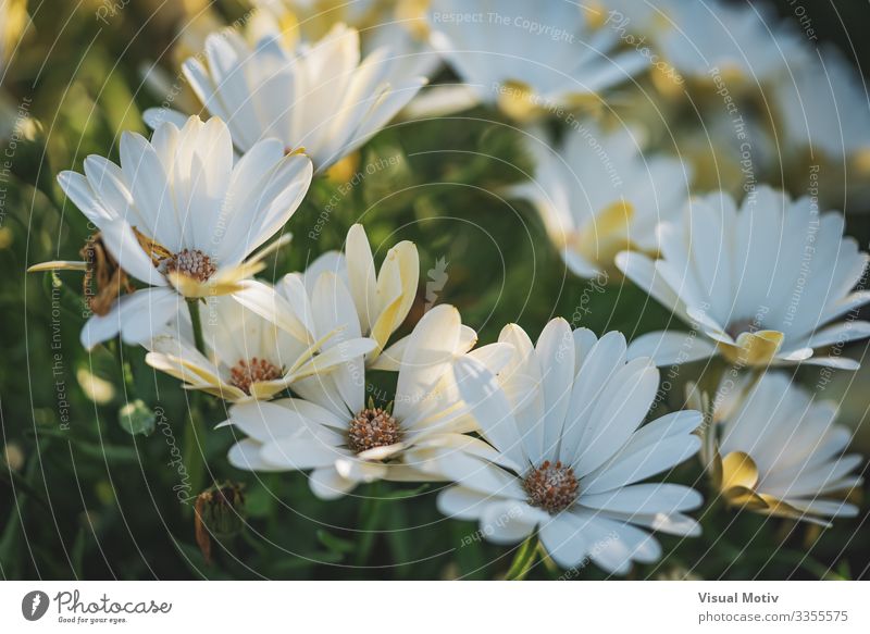 White daisy flowers at the afternoon Beautiful Garden Nature Plant Flower Park Growth Fresh Green Colour Flowering plant fragility Vulnerable Blossom leave