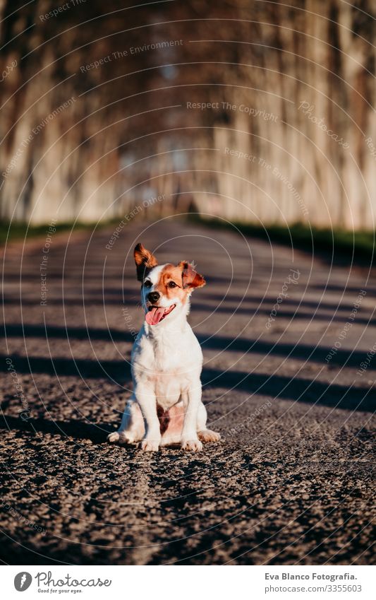 portrait of cute jack russell dog sitting at sunset on a road. Happy dog outdoors Jack Russell terrier Cute Small Dog Pet Sit Wait Street Abandon Deserted