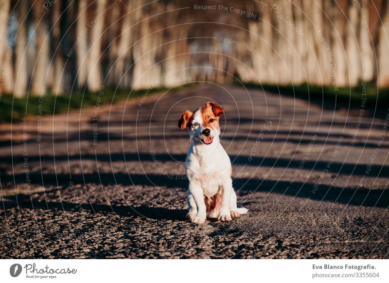 portrait of cute jack russell dog sitting at sunset on a road. Happy dog outdoors Jack Russell terrier Cute Small Dog Pet Sit Wait Street Abandon Deserted