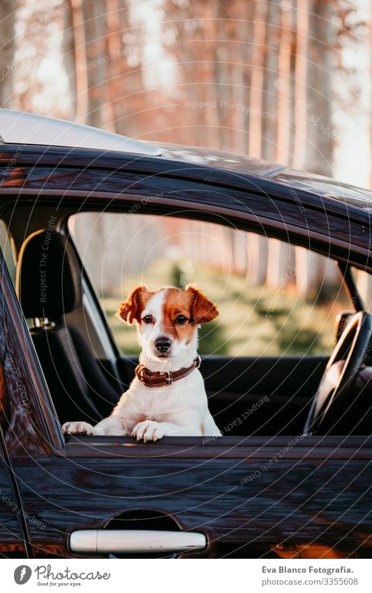 portrait of cute jack russell dog in a car at sunset. Travel concept Open harness Window Trip White Seatbelt tour tourism Terrier Vantage point Ride Observe