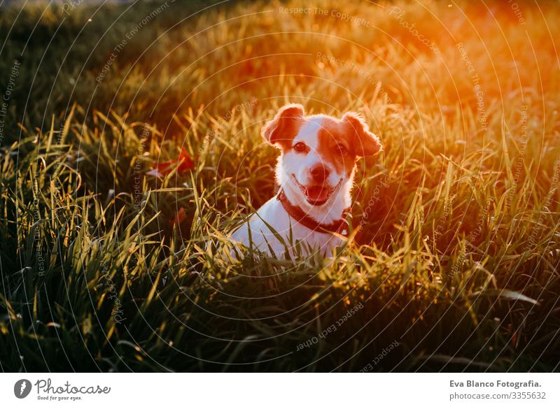 portrait of beautiful jack russell dog sitting at sunset outdoors. Happy dog Jack Russell terrier Dog Pet Nature Lanes & trails way Sunset Green Grass Lawn Sit