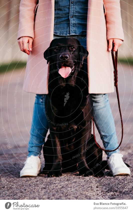 unrecognizable young owner woman and her black labrador dog walking at sunset outdoors Labrador Black retriever Woman Dog Street Sit Pet Youth (Young adults)