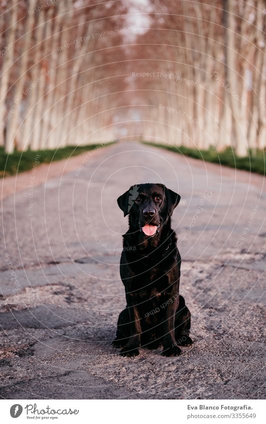 beautiful black labrador sitting on a road at sunset Stop abandon concept Black Labrador retriever Dog Pet Sit Wait Street Abandon Deserted Lanes & trails