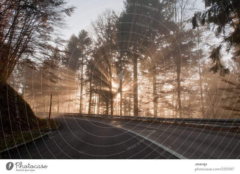 breakthrough Nature Landscape Summer Beautiful weather Forest Transport Traffic infrastructure Street Lanes & trails Curve Driving New Moody Beginning Hope