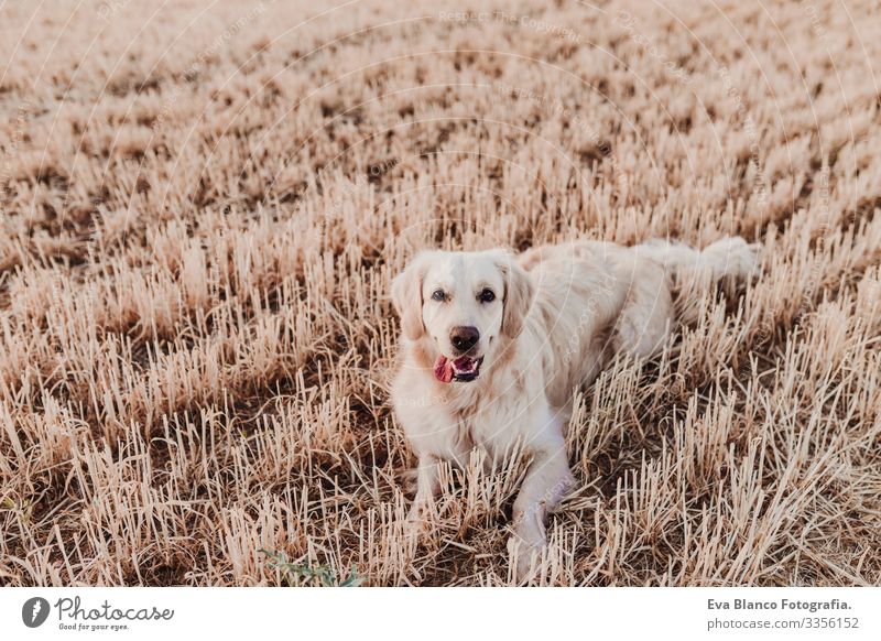 Adorable Golden Retriever dog in yellow field at sunset. Beautiful portrait of young dog. Pets outdoors and lifestyle Purebred Meadow Exterior shot Cute Nose