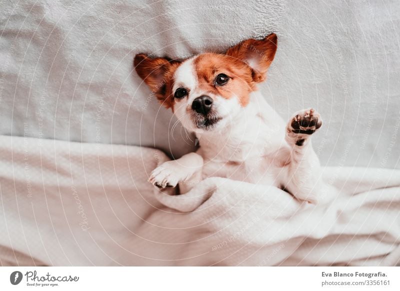 cute small jack russell dog resting upside down on bed on a sunny day Cute Dog Jack Russell terrier Sleep Fatigue Rest Resting eyes closed Snout Deserted