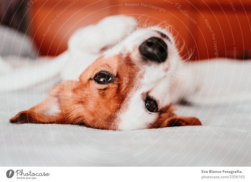 cute small jack russell dog resting on bed on a sunny day covered with a blanket upside down Cute Dog Jack Russell terrier Sleep Fatigue Rest Resting