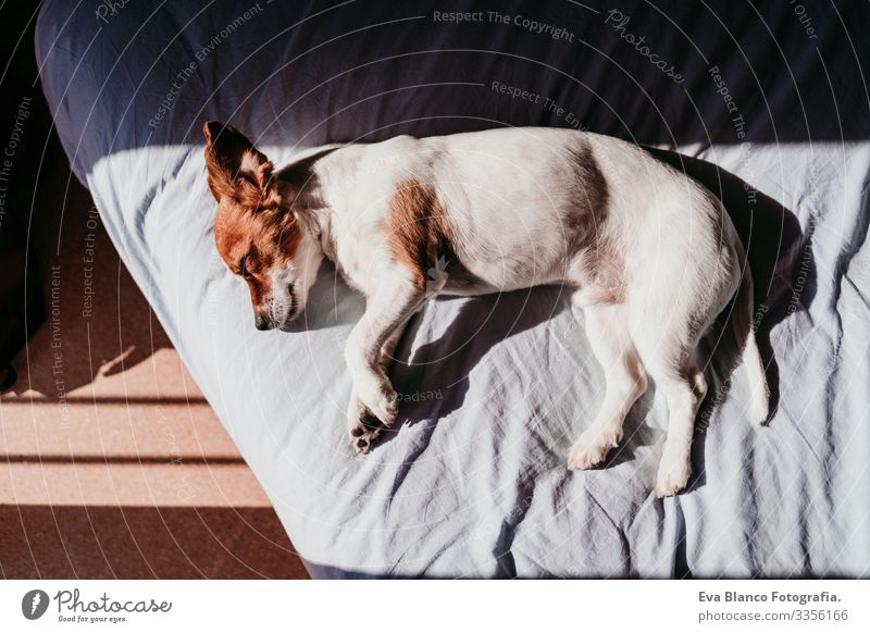 cute small jack russell dog resting on bed on a sunny day Cute Dog Jack Russell terrier Sleep Fatigue Rest Resting eyes closed Snout Deserted To enjoy lazy