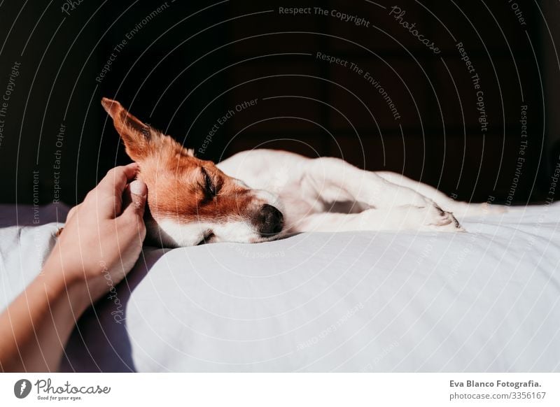 woman hand touching cute small jack russell dog resting on bed on a sunny day Hand owner Touch Cute Dog Jack Russell terrier Sleep Fatigue Rest Resting