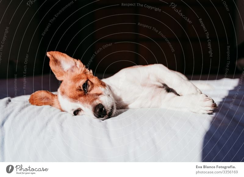 close up view of cute small jack russell dog resting on bed on a sunny day Cute Dog Jack Russell terrier Sleep Fatigue Rest Resting eyes closed Snout Deserted