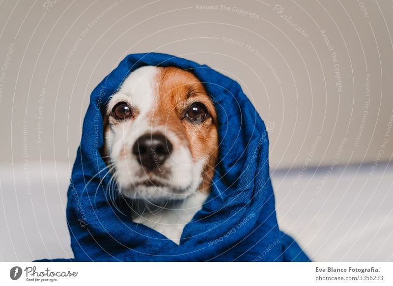 portrait of cute jack russell wrapped into a blue handkerchief Blue classic blue Scarf Handkerchief Dog Bed Cute Jack Russell terrier Resting Small Lovely