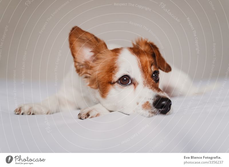 cute jack russell dog lying on bed listening with funny ear Dog Bed Cute Jack Russell terrier Resting Small Lovely Delightful Relaxation Autumn White Cover Pet