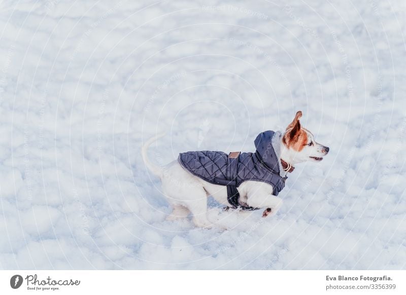 portrait outdoors of a beautiful jack russell dog playing and running at the snow. winter season Playing Playful Portrait photograph Dog Jack Russell terrier