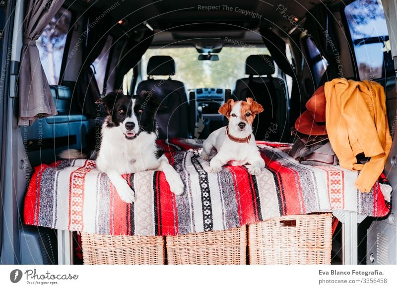 two cute dogs in a van, border collie and jack russell relaxing. travel concept 2 Dog Friendship Jack Russell terrier Terrier Van van life Vacation & Travel