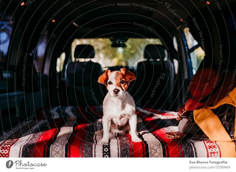 cute jack russell dog relaxing in a van. travel concept Cute Small Jack Russell terrier Dog Pet Van van life Vacation & Travel Traveling Friendship Together