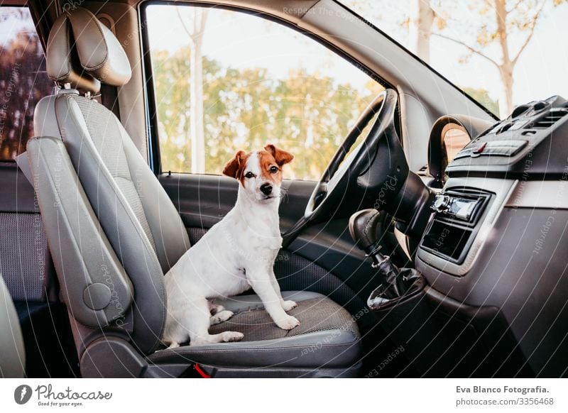 cute jack russell dog relaxing in a van. travel concept Jack Russell terrier Driving Car Sit Cute Wheel Drive Speed Happy Puppy Racing sports Pet Window